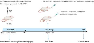 MXSGD alleviates CsA-induced hypoimmunity lung injury by regulating microflora metabolism